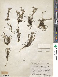 Erodium cicutarium image