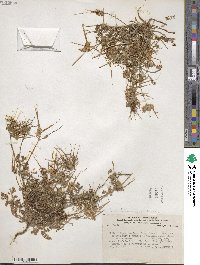 Erodium cicutarium image