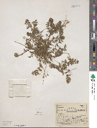 Erodium cicutarium image