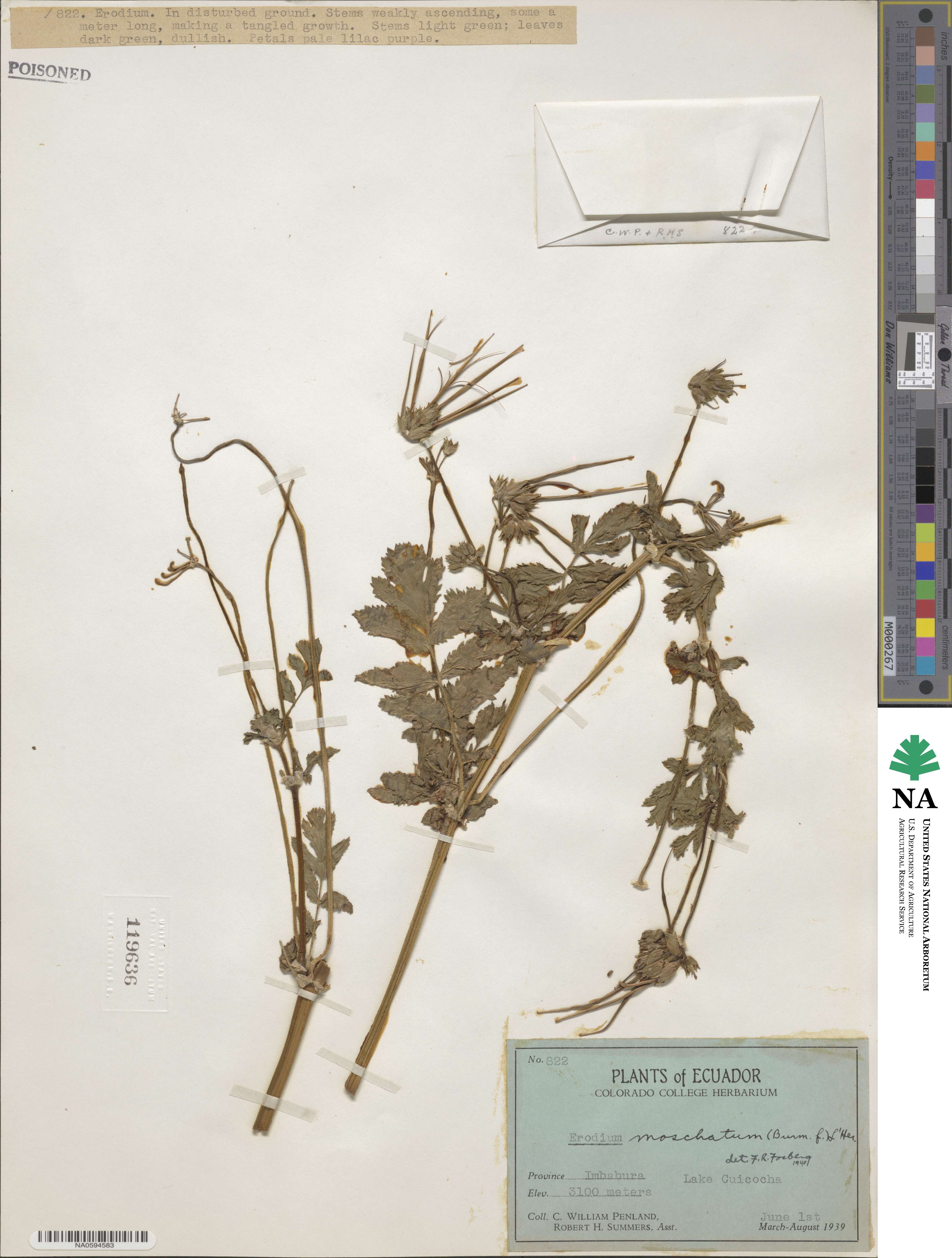 Erodium moschatum image