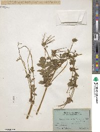 Erodium moschatum image