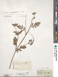 Erodium ciconium image