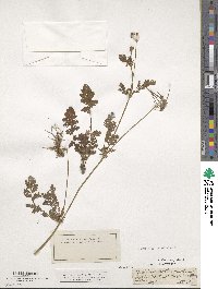 Erodium cicutarium image