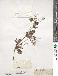 Erodium cicutarium image