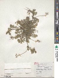 Erodium cicutarium image