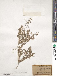 Erodium cicutarium image