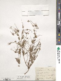 Erodium cicutarium image