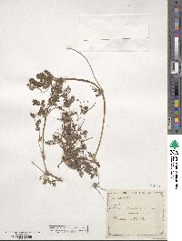 Erodium cicutarium image