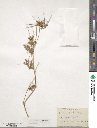 Erodium cicutarium image