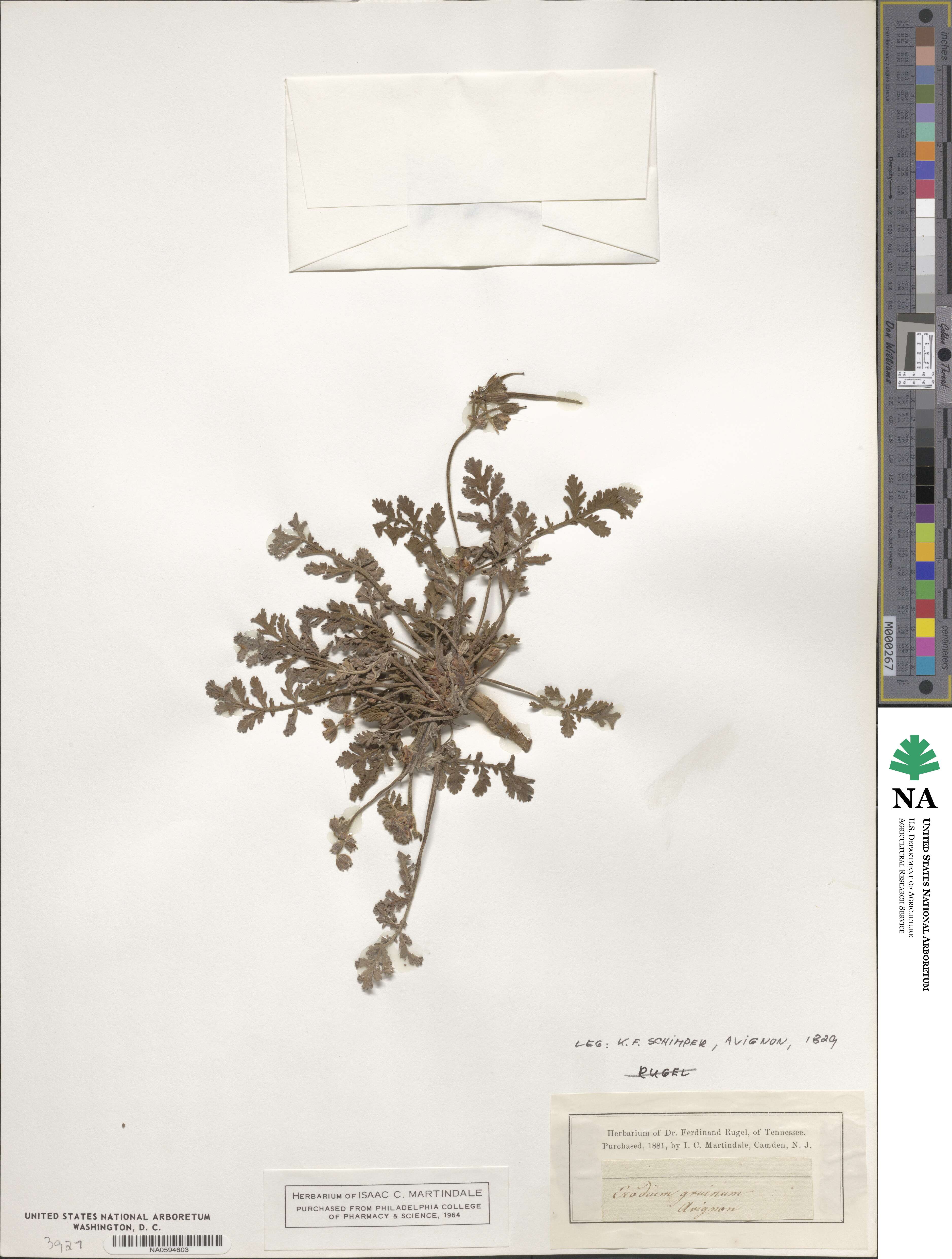 Erodium laciniatum image