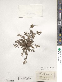 Erodium laciniatum image