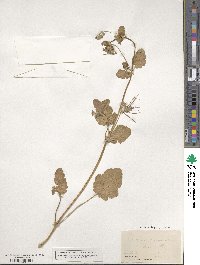 Erodium malachoides image