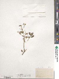 Erodium malachoides image