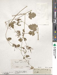 Erodium malachoides image