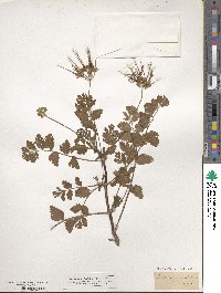 Erodium moschatum image