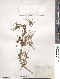 Erodium moschatum image