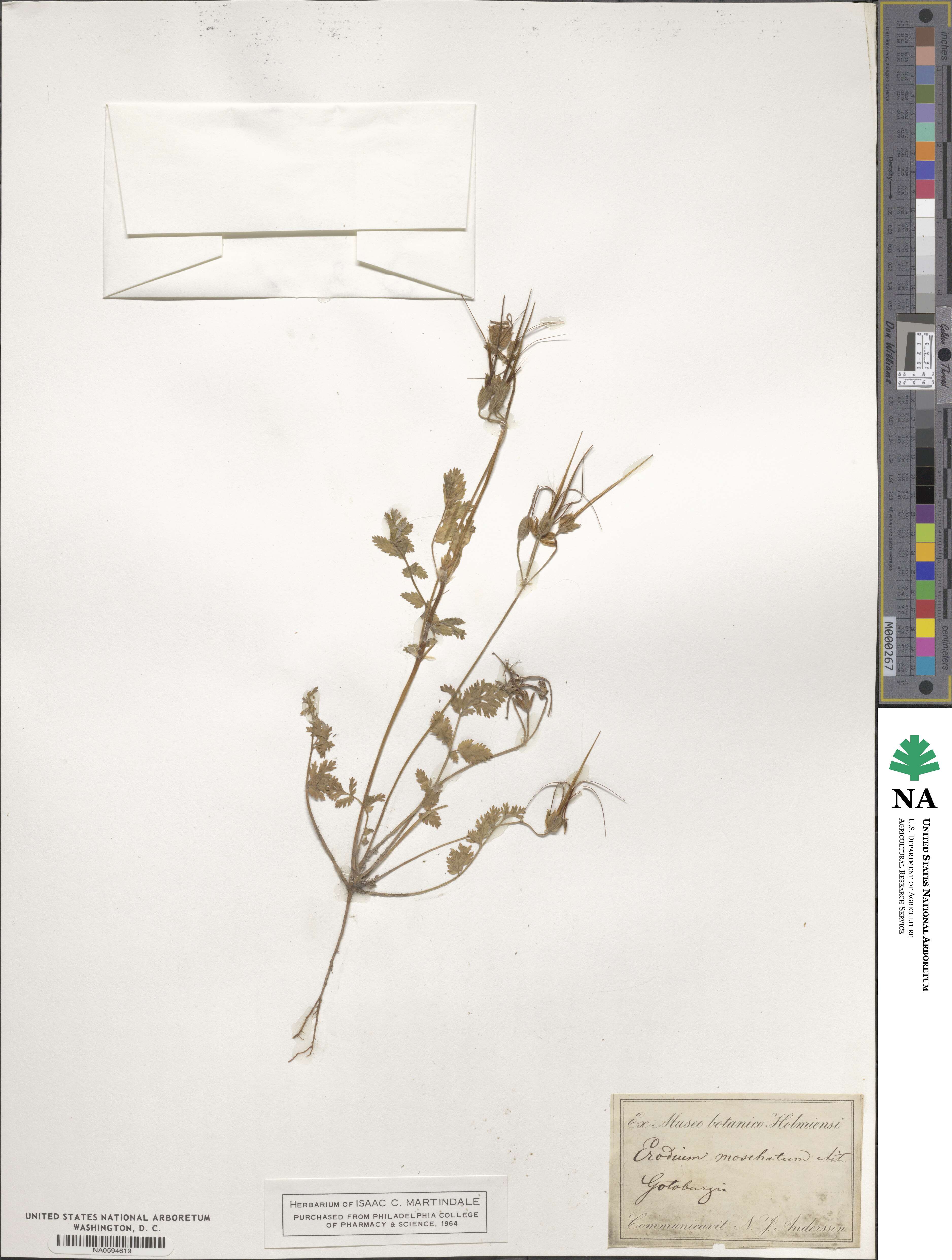 Erodium moschatum image
