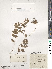 Erodium moschatum image