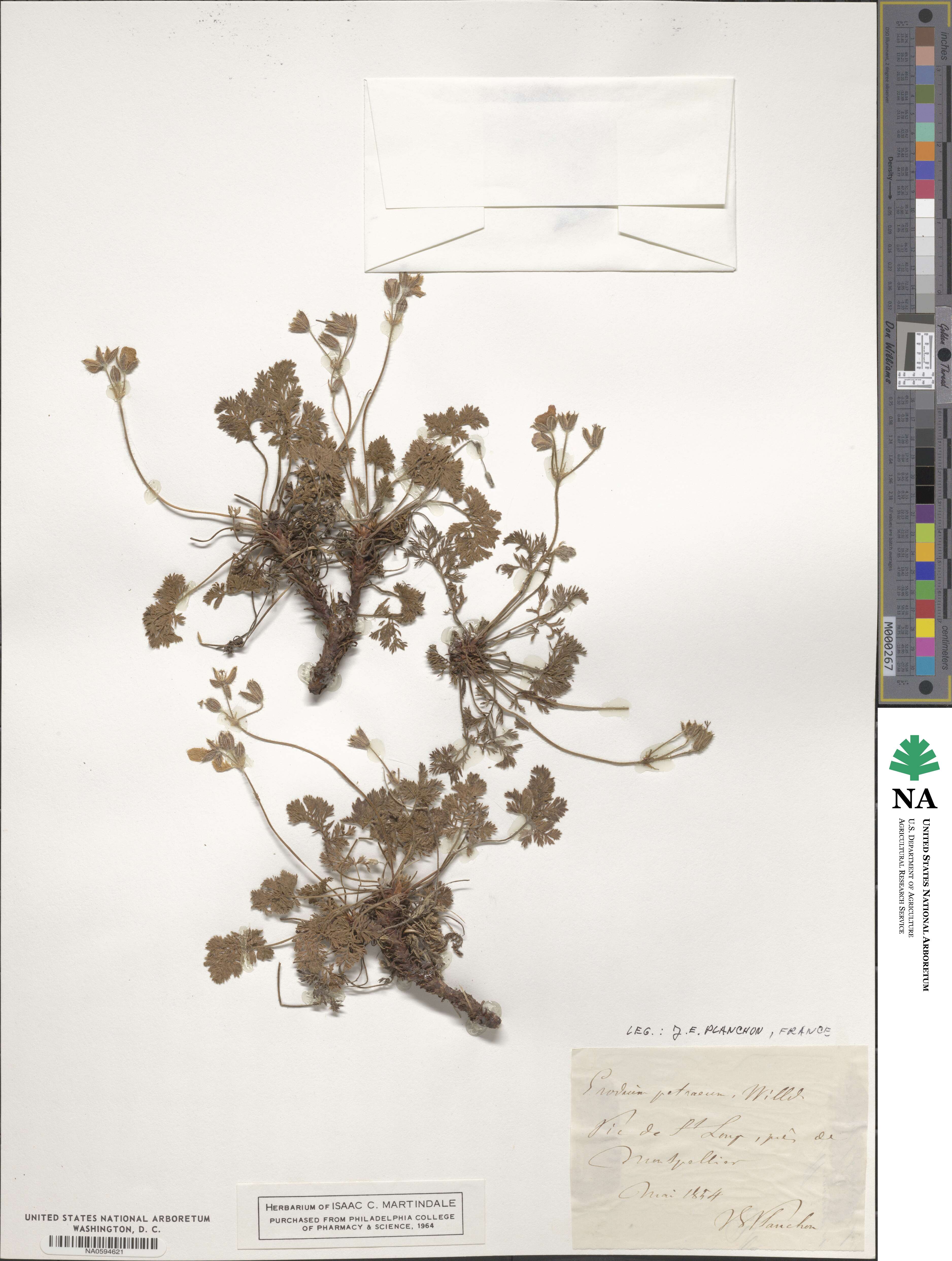 Erodium petraeum image