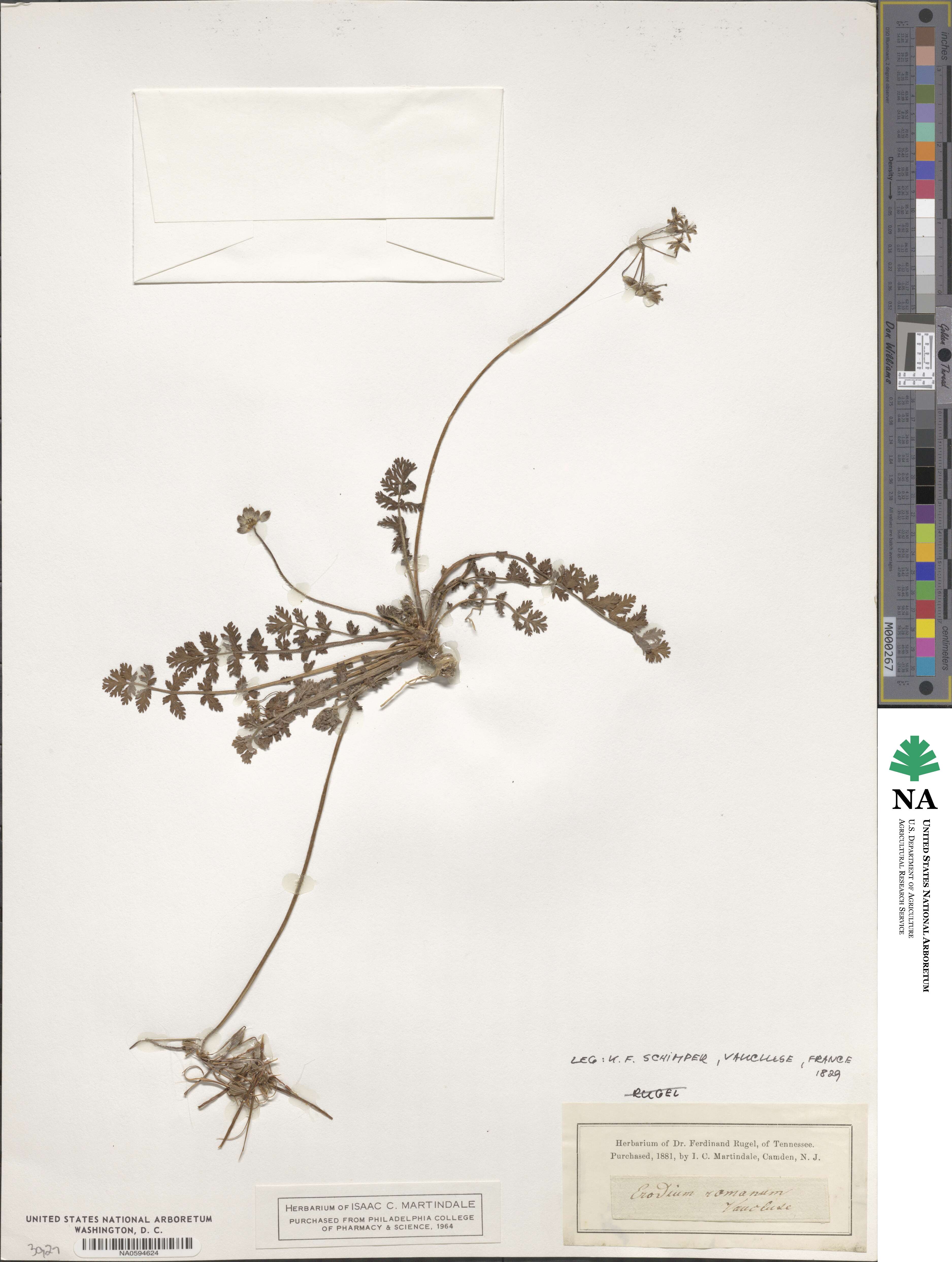 Erodium acaule image