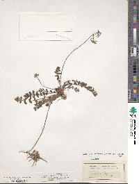 Erodium acaule image