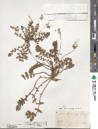 Erodium acaule image