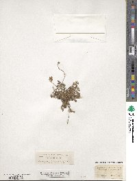 Erodium acaule image