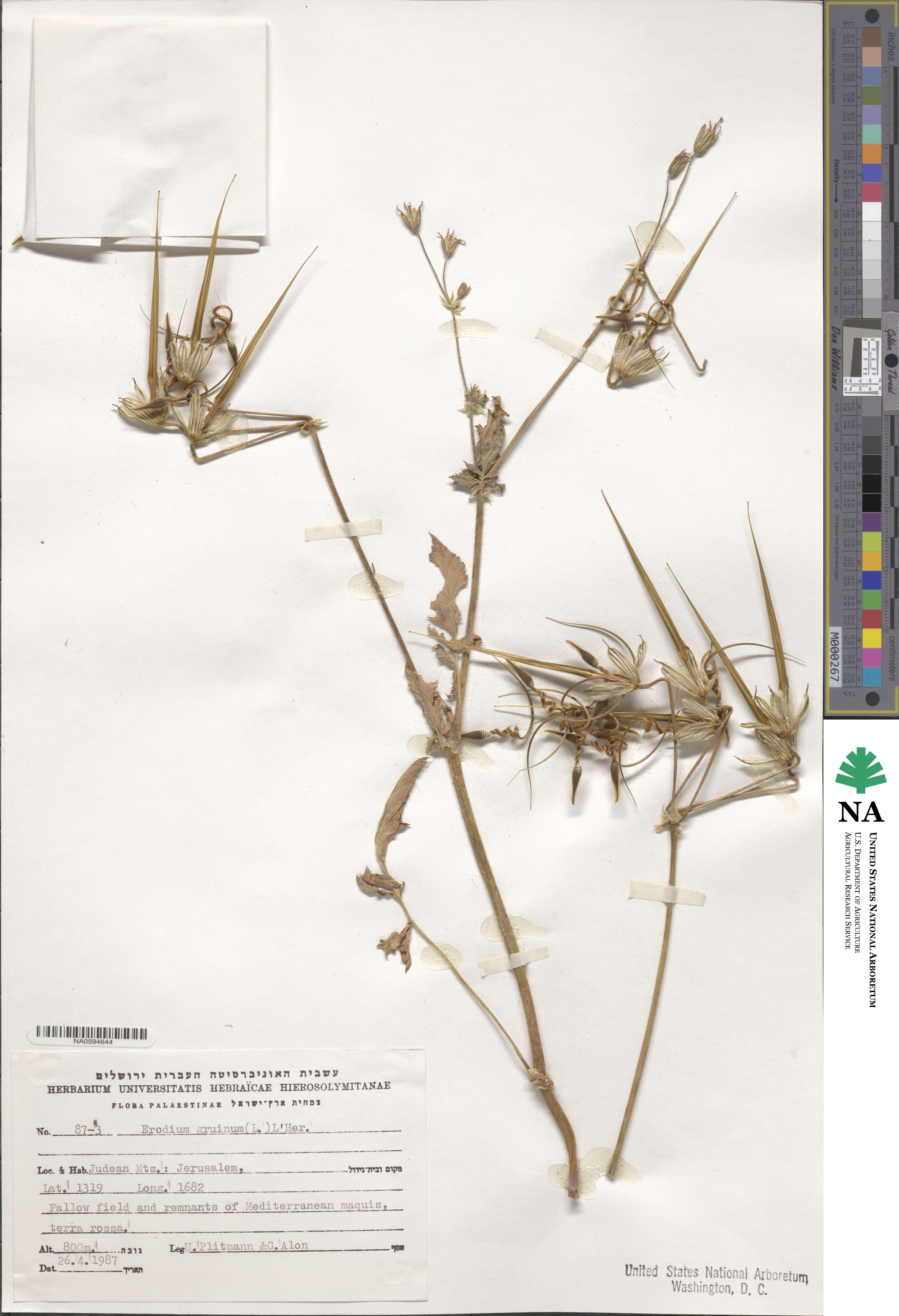 Erodium gruinum image