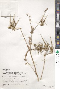 Erodium gruinum image