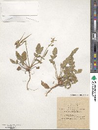 Erodium gruinum image