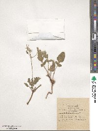 Erodium gruinum image