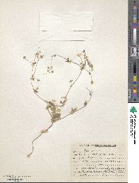 Erodium malachoides image