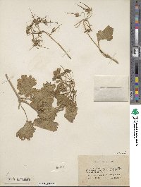 Erodium trifolium image