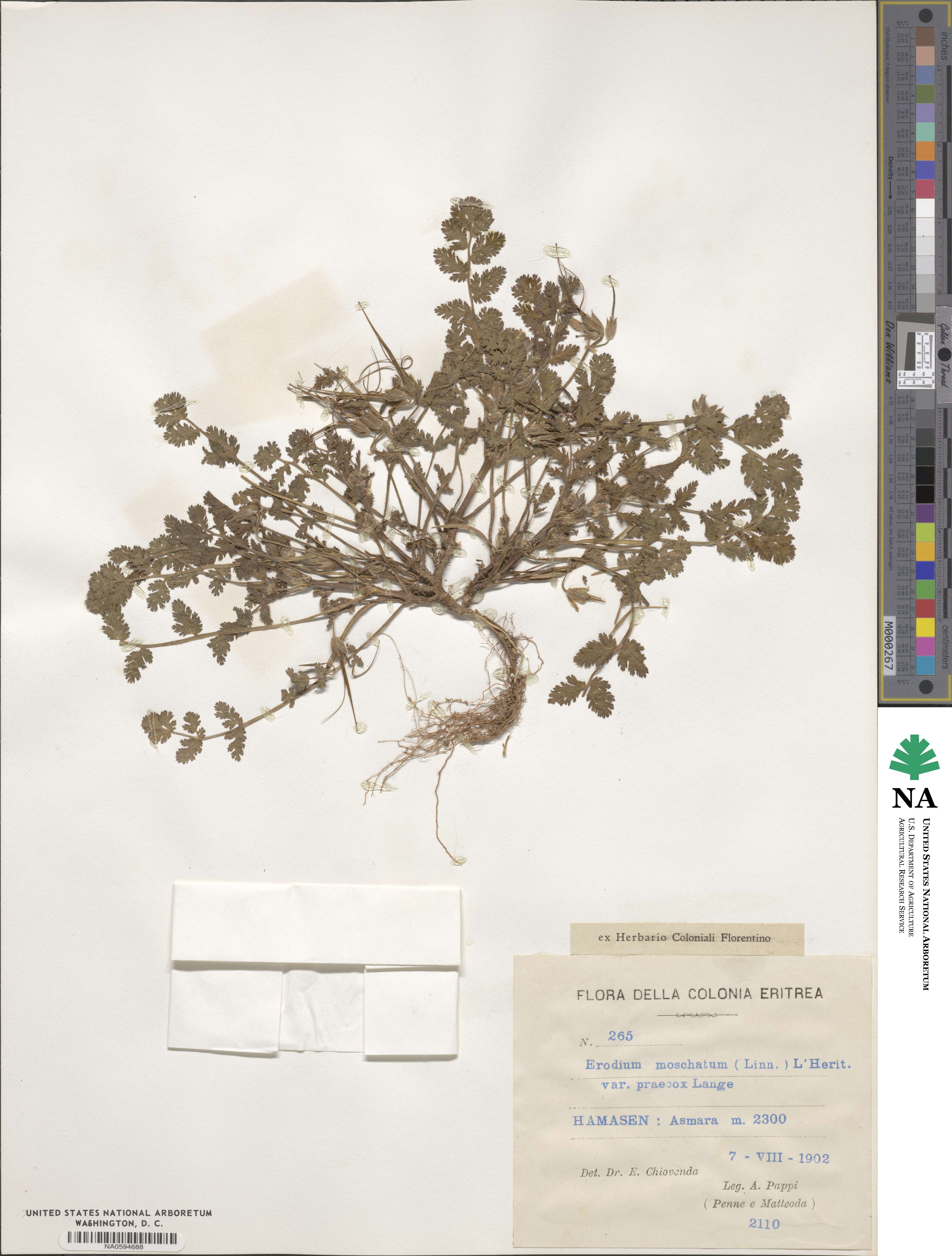 Geraniaceae image