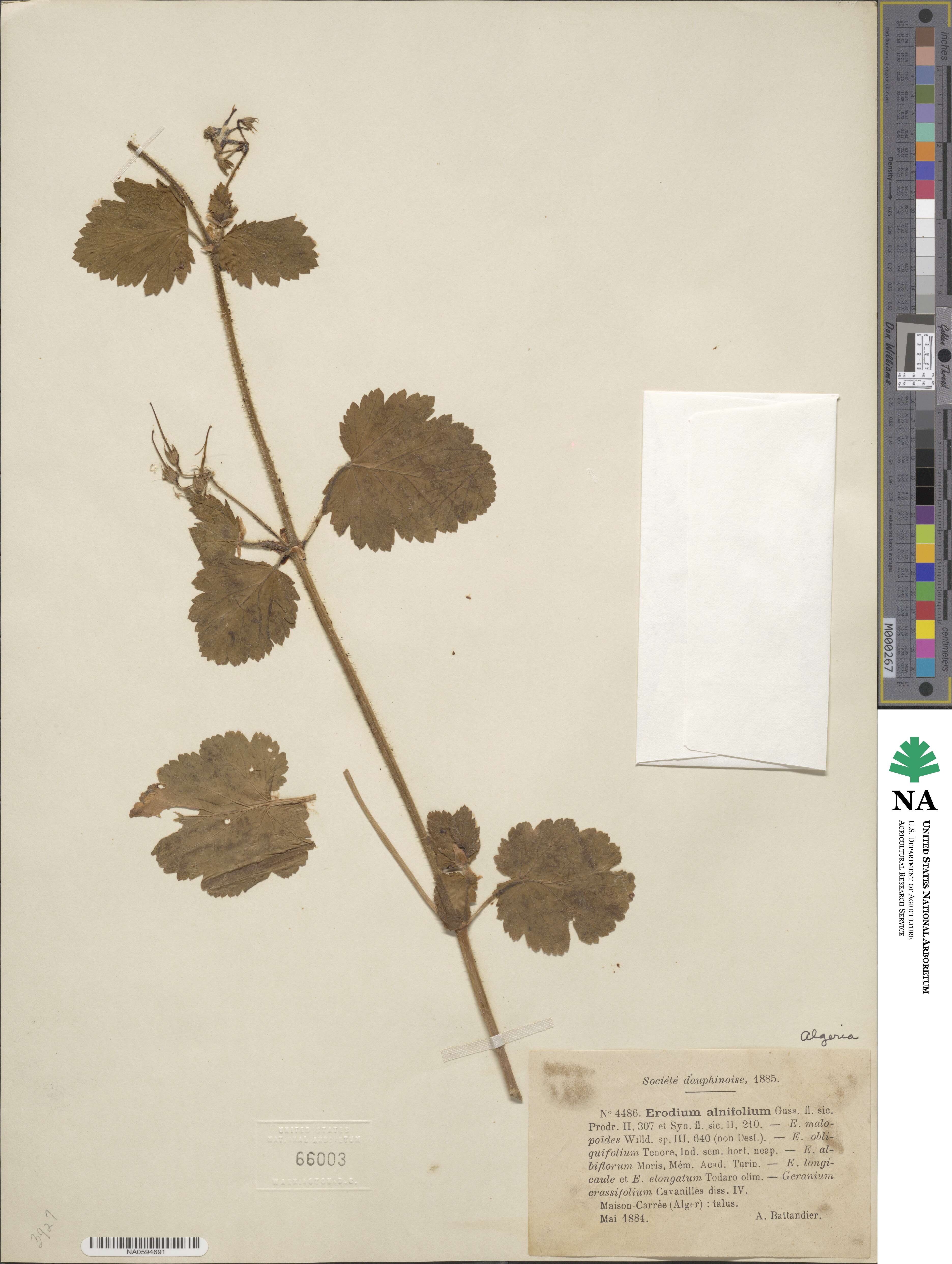 Erodium alnifolium image