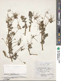 Erodium cicutarium image