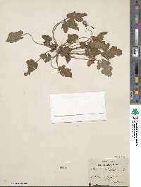 Erodium laciniatum image