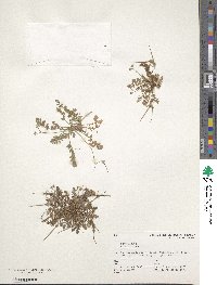 Erodium cicutarium image