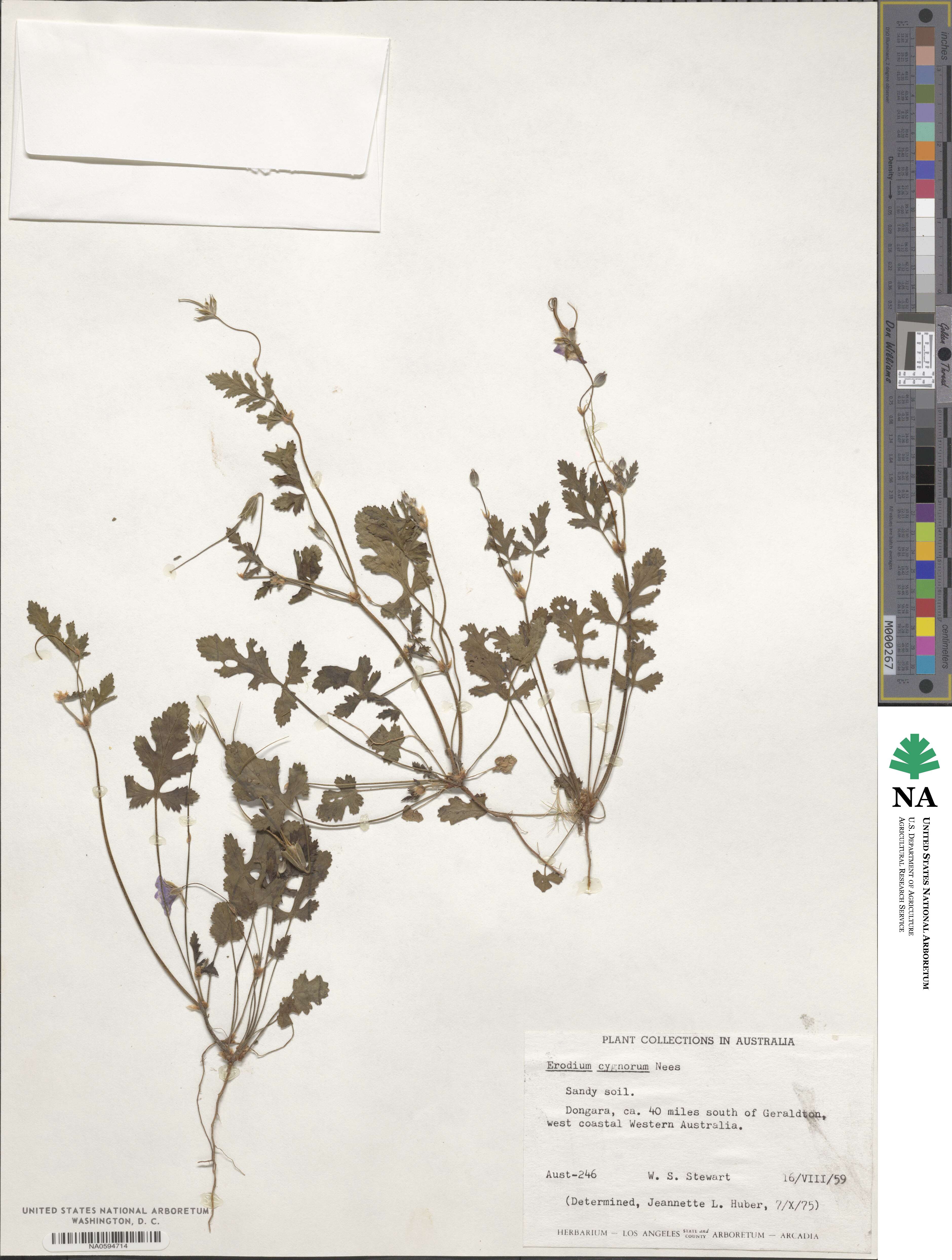 Erodium cygnorum image