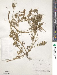 Erodium moschatum image