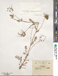 Erodium cicutarium image