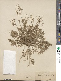 Erodium cicutarium image