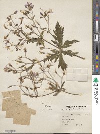 Erodium cicutarium image