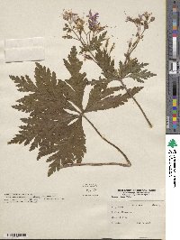 Erodium cicutarium subsp. cicutarium image