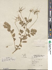 Erodium malachoides image