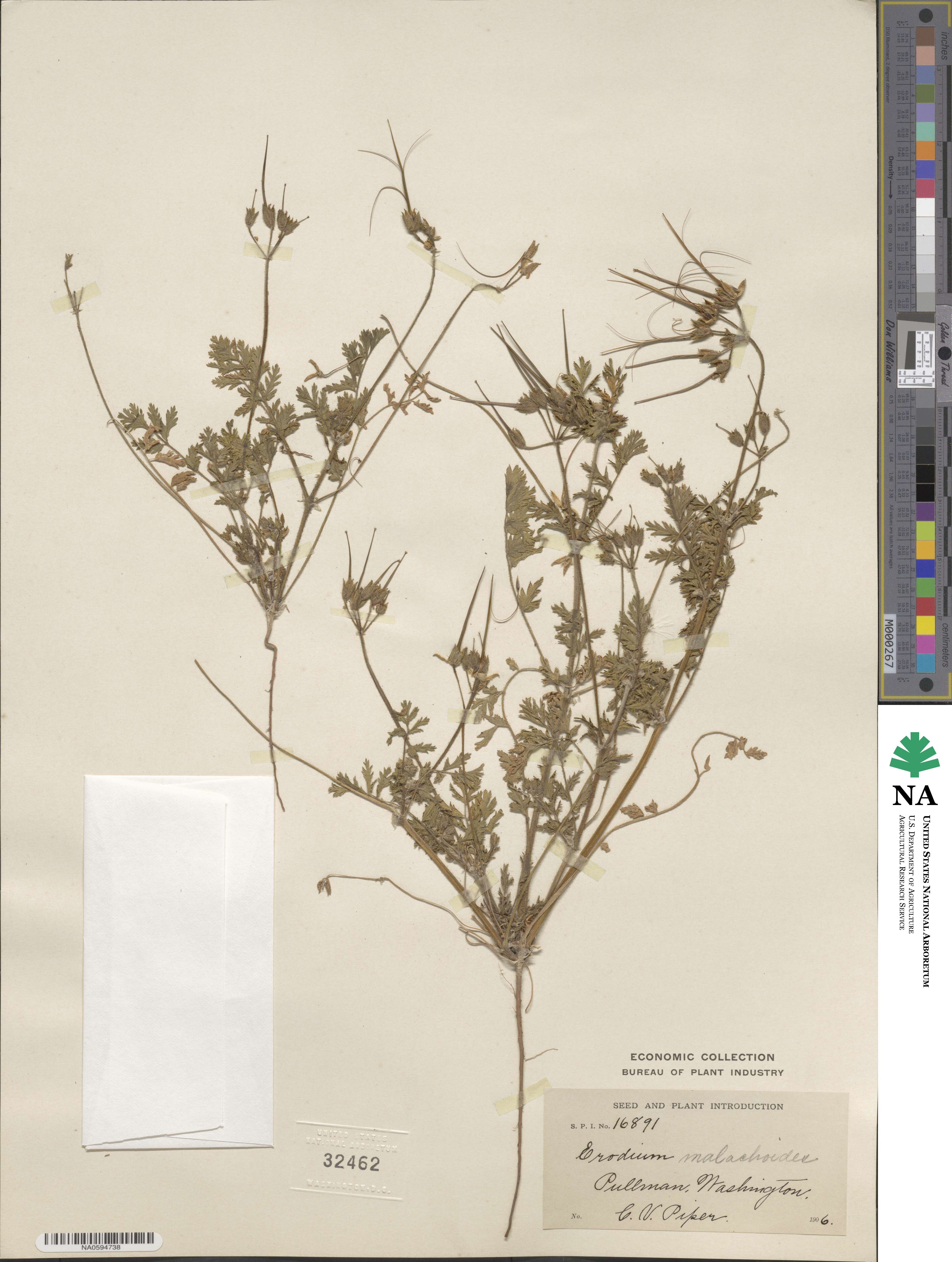 Erodium malachoides image