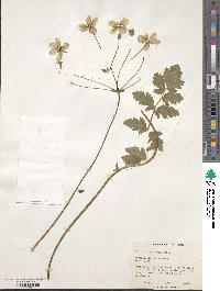 Erodium manescavi image