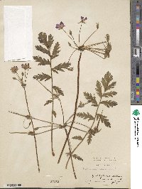 Erodium manescavi image