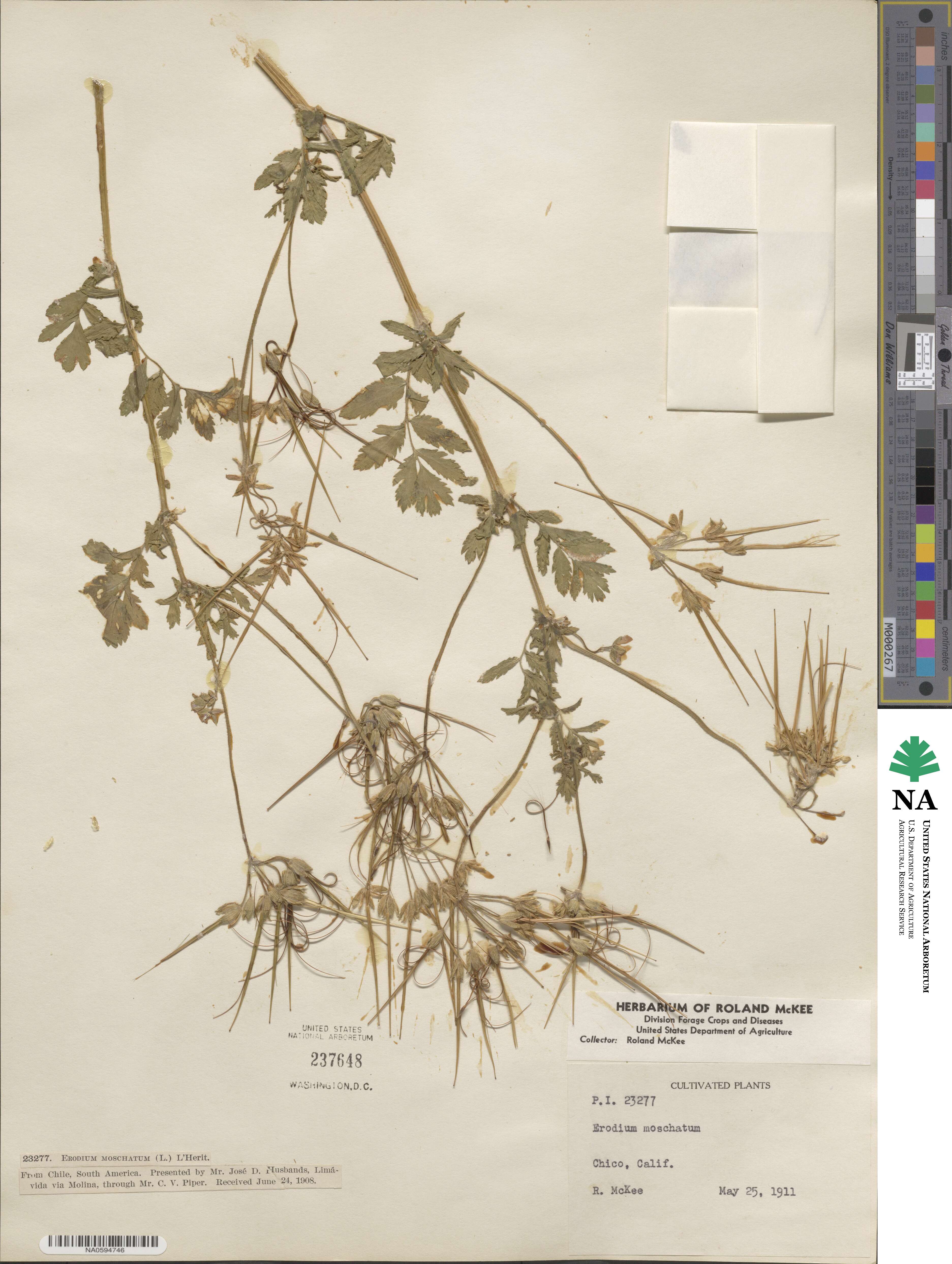 Erodium moschatum image