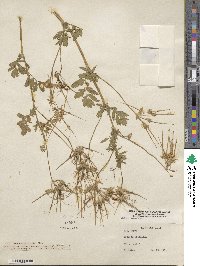 Erodium moschatum image